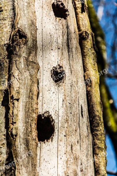 Tree Trunk Tree Forest Nature Bark