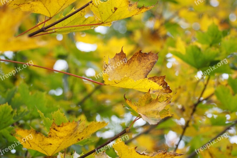 Tree Yellow Nature Leaves Foliage