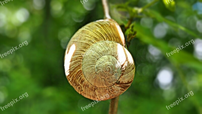 Green Conch Nature Snail Macro