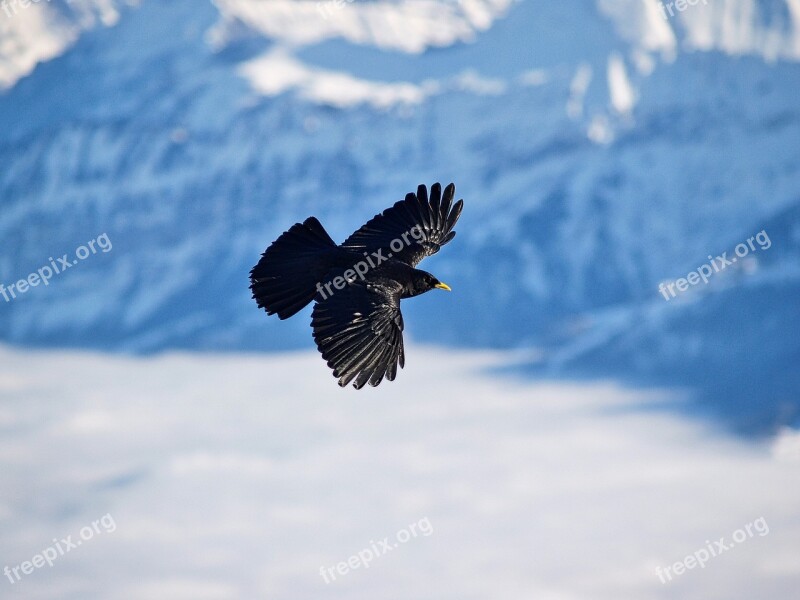 Bird Bergdohle Flying Winter Mountains