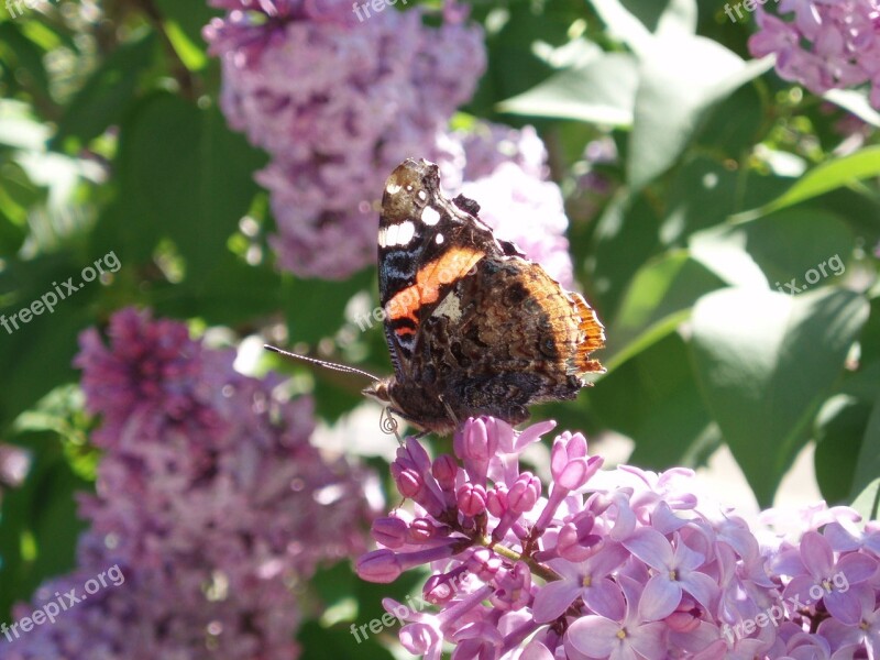 Butterfly Flowers Spring Hostal Free Photos