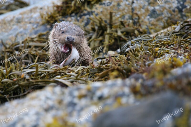 Otter Eat Outdoor Free Photos