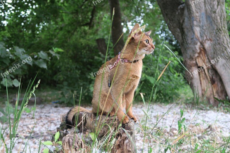 Abissintsykoshki Koshkiabissintsy Abyssinians Abissintsykotyata Abyssinian