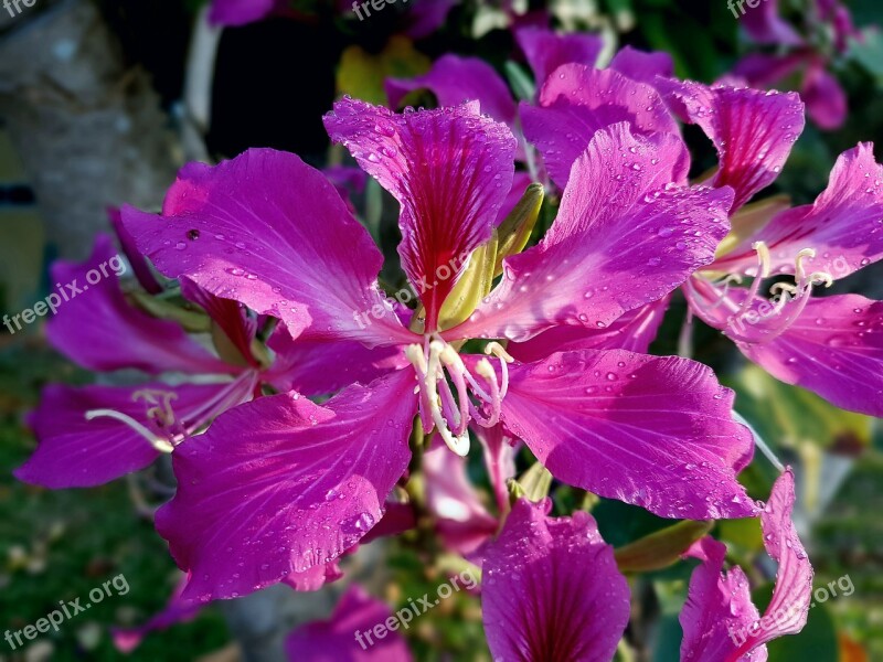 Bauhinia Flower Shocking Pink Orchid Tree Colorful