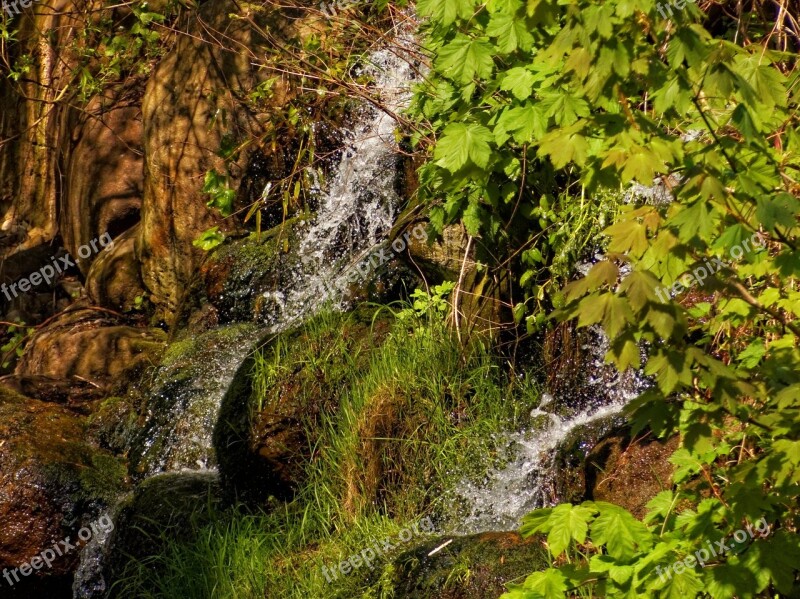 Nature Jungle Small Waterfall Free Photos