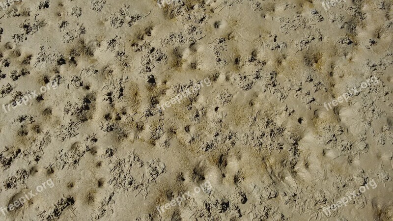 Sand Sandworms Lugworm Intertidal Zone North Sea