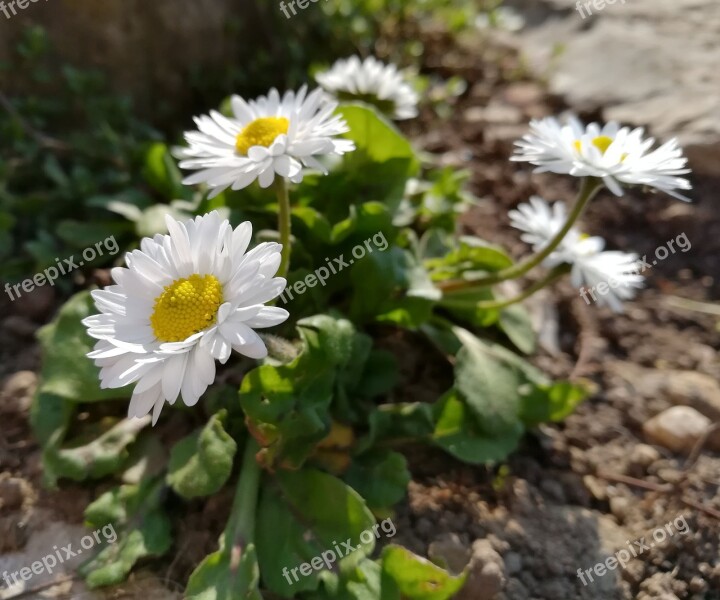 Daisies Flowers Nature Petals Margaret