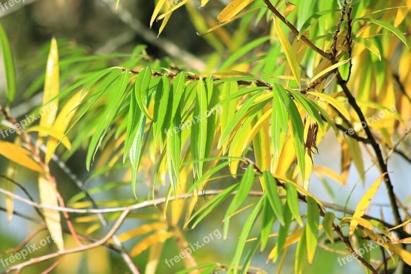 Fall Foliage Green Yellow Leaves Autumn