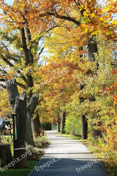 Away Autumn Fall Foliage Avenue Nature