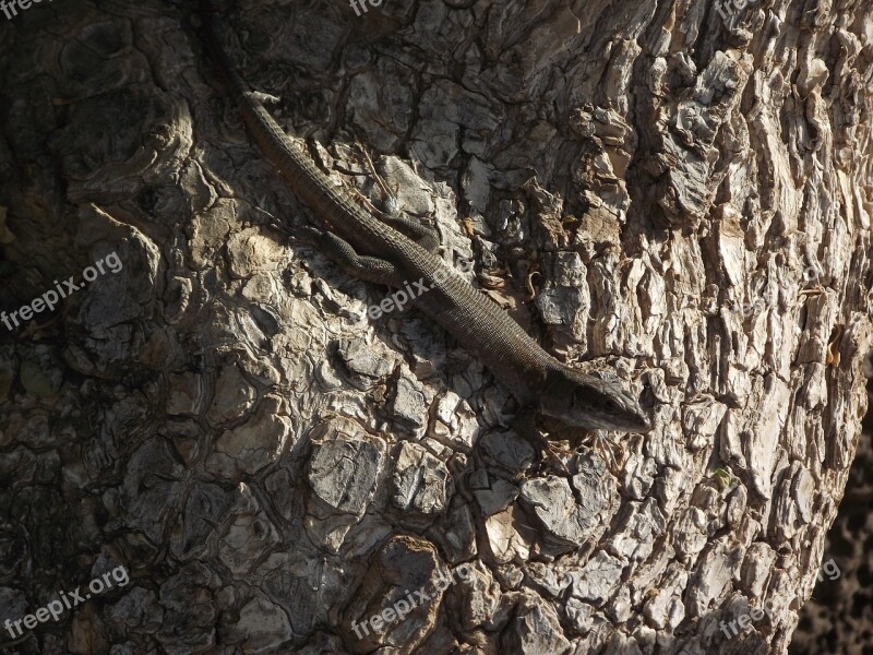 Lizard Tree Reptile Wildlife Skink