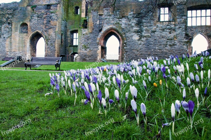 Spring Flower Spring Flowers Castle Newark