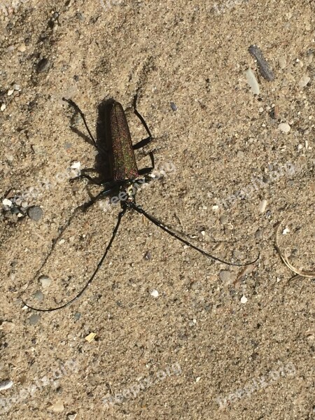 Beetle On The Sand Colleague Free Photos