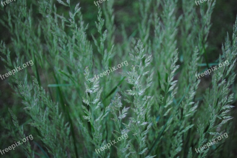 Grass Grains Field Agriculture Nature