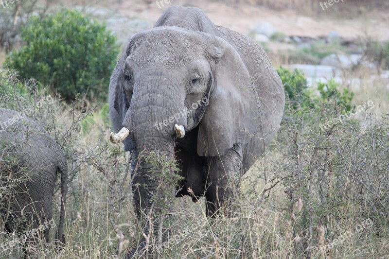 Africa Safari Tanzania Bush Mammal