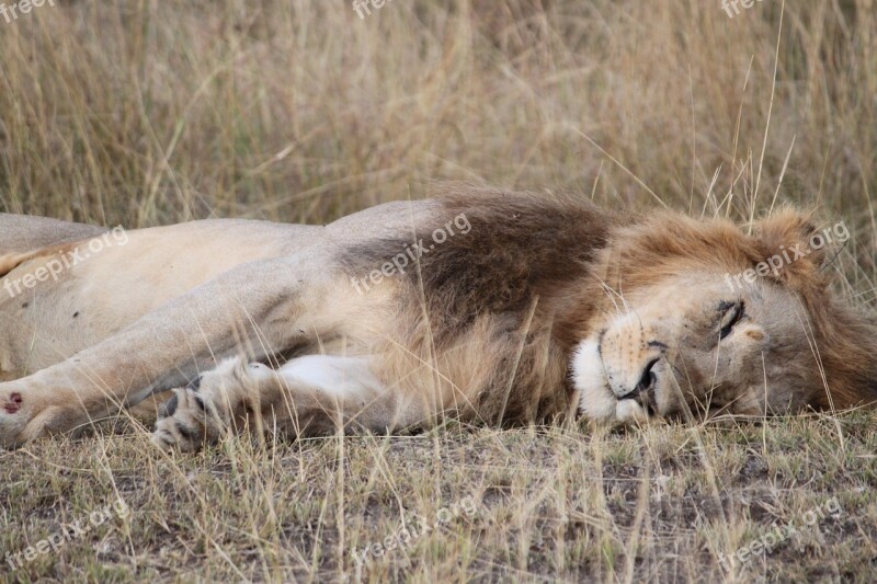 Africa Safari Tanzania Bush Mammal