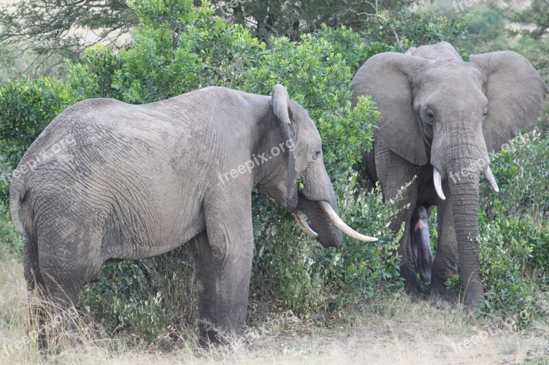 Africa Safari Tanzania Bush Mammal