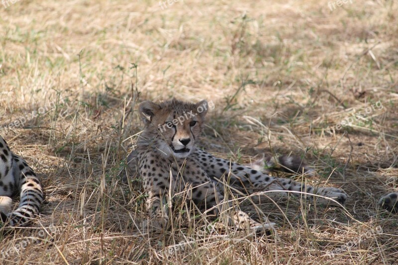 Africa Safari Tanzania Bush Mammal