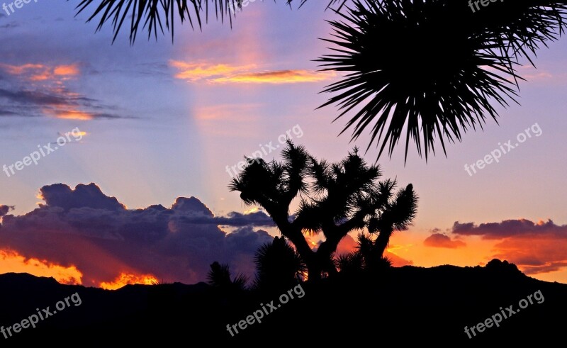 Sunset Landscape Mountains Plants Silhouettes