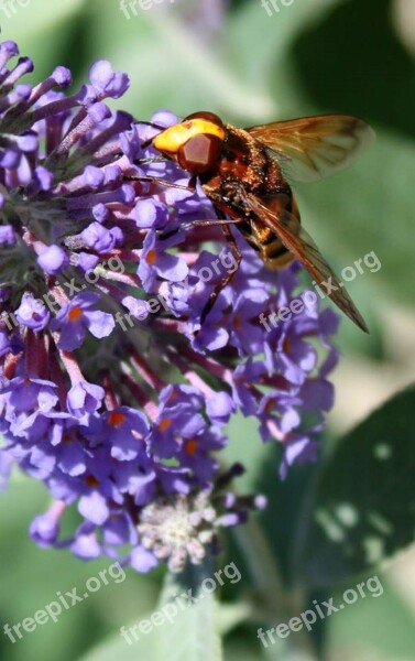 Bee Flower Honeybee Pollen Pollinate