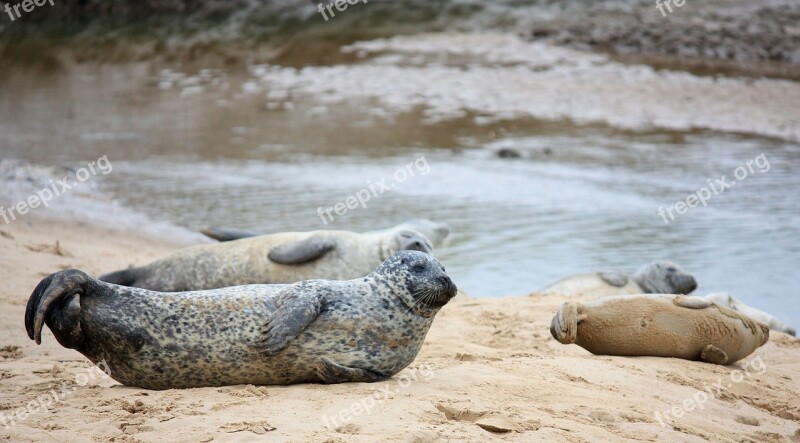 Seals Pups Beach Sea Baby