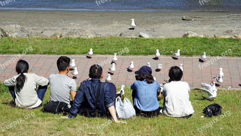 Gulls Human Feed Summer Bird