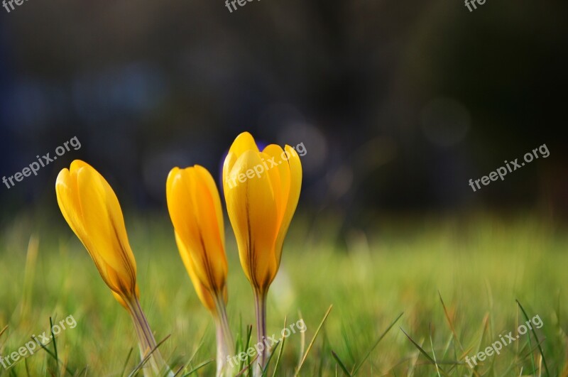 Crocus Yellow Crocuses Early Bloomer Spring Flowers