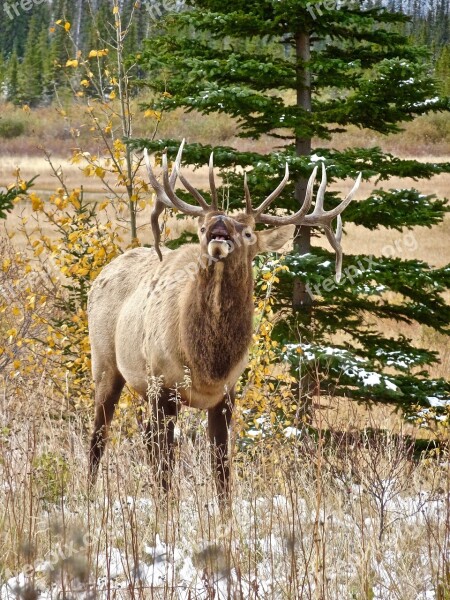 Elk Stag Antlers Calling Wildlife