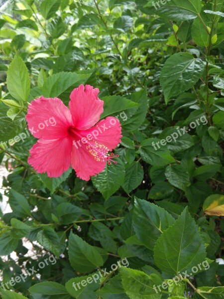 Gord Red Flowers Beautiful Simple And Elegant Fragrance