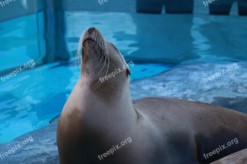 Fur Seal Seal Zoo Free Photos