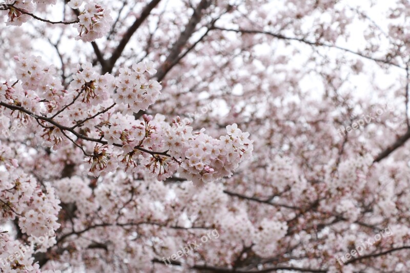 Cherry Blossoms Pink Japan Flowers Sakura