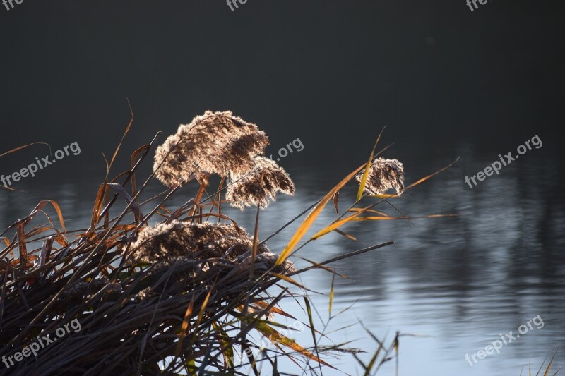 Reed Lake Shore Landscape Reflection