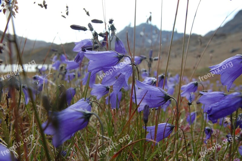 Bluebell Greenland Tasiilaq Free Photos