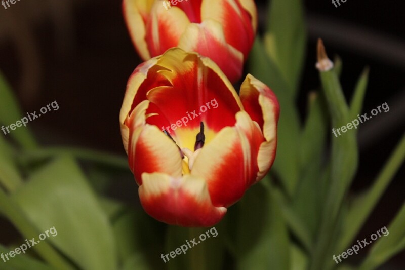 Tulip Spring Flower Blossom Bloom