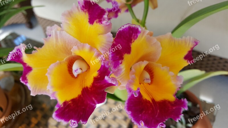 Orchid Dick Smith Cattelya Free Photos