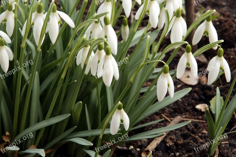 Snowdrops Spring Flowers śnieżyczki Nature