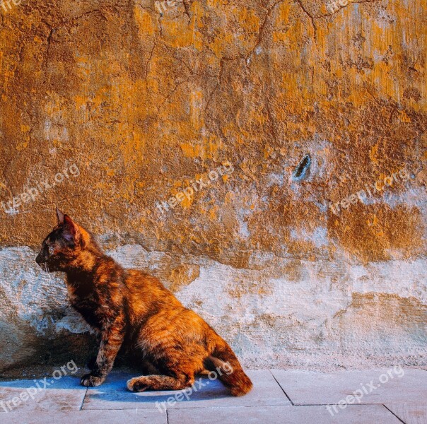 Cat Yellow Old Wall Vietnam Hoi An