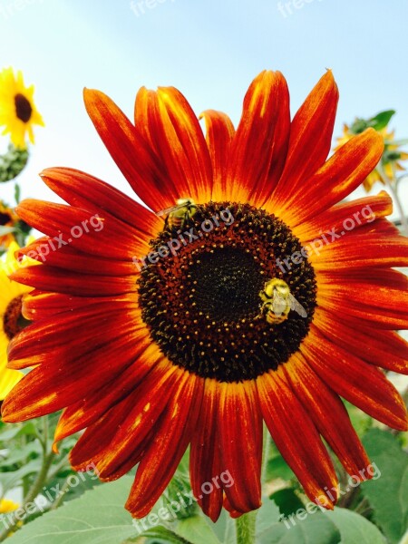 Sunflowers Summer Flower Plant Blooming