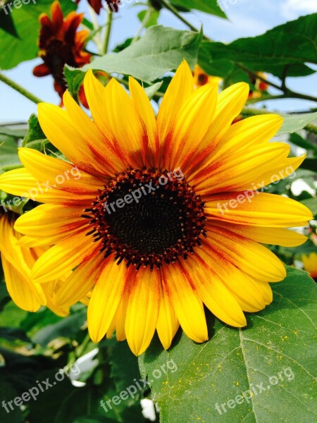 Sunflowers Summer Flower Plant Blooming