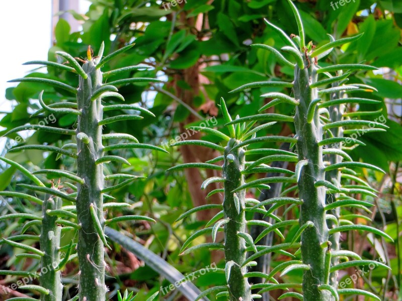 Euphorbia Candles Succulent Erected Green