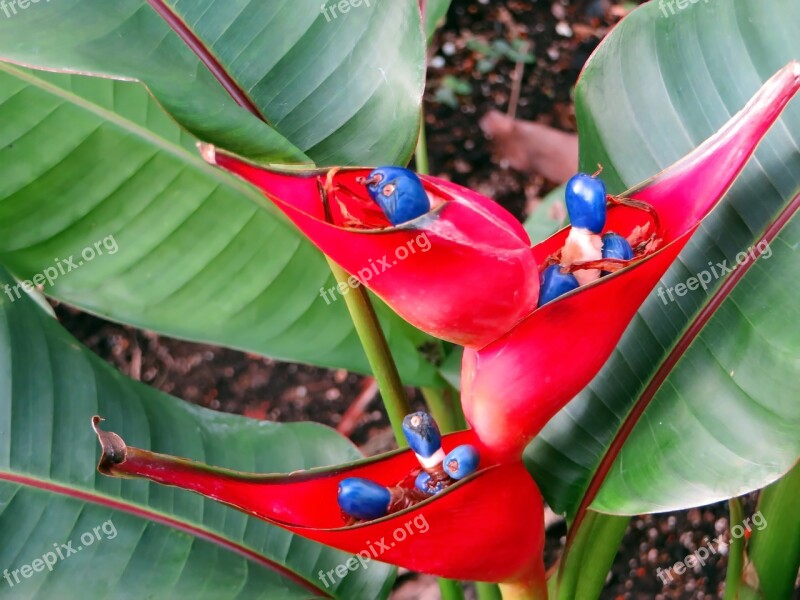 Red Flower Exotic Seeds Blue Exotic Flower