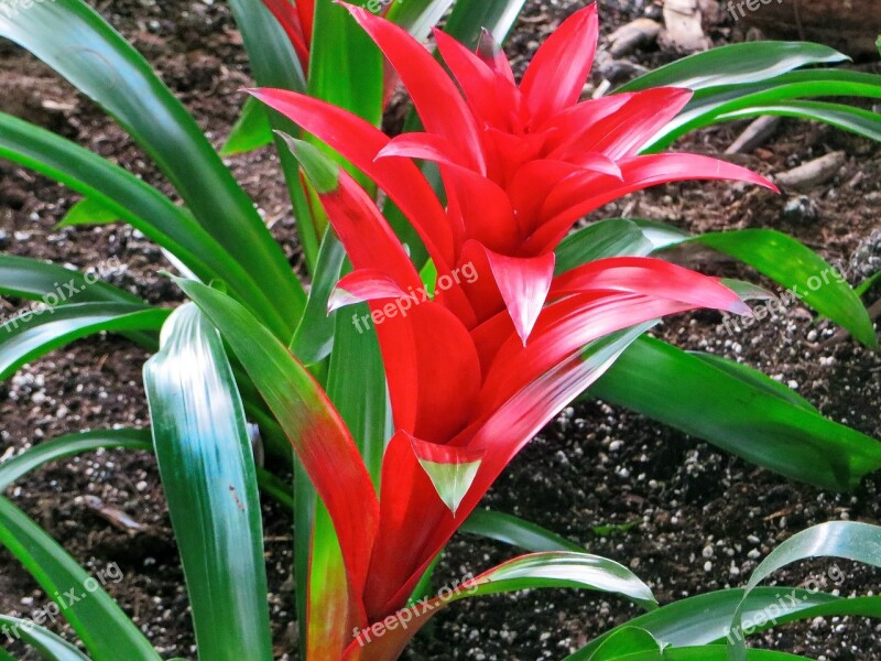 Bromeliad Red Flower Inflorescence Color