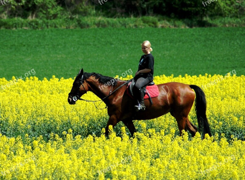 Drive Woman Horse Peace Field