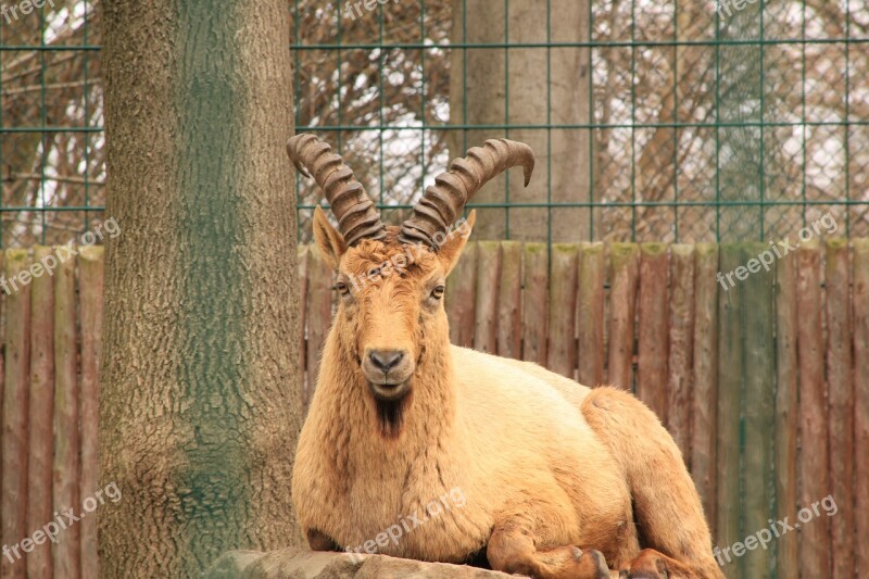 Caucasian Ibex Capricorn Caucasus Horned Horns