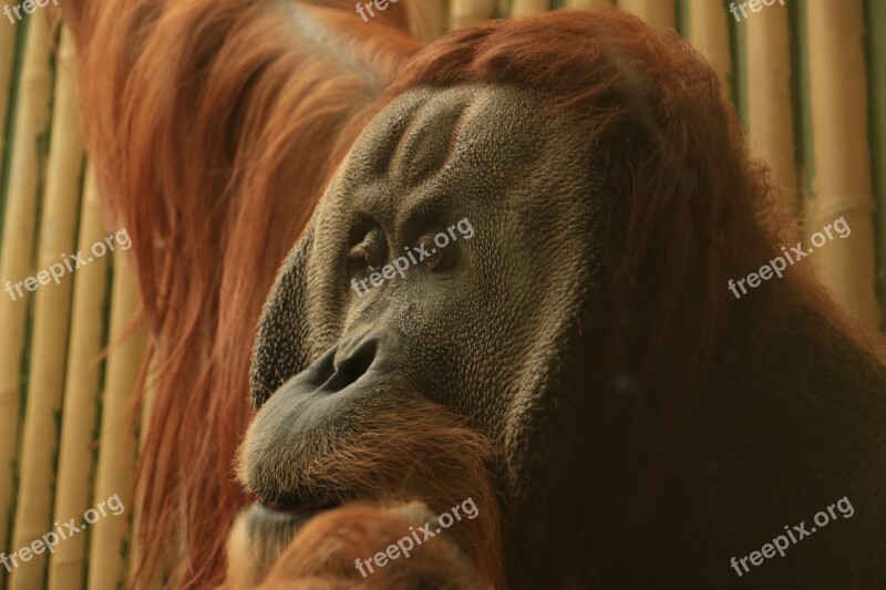 Orang Utan Old World Monkey Monkey Primates Ape