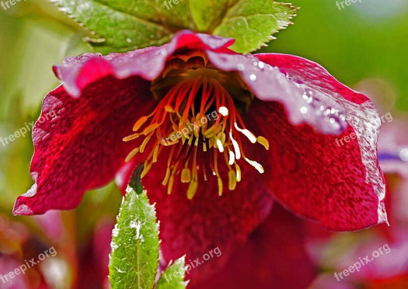 Christmas Rose Blossom Bloom Early Spring Stamens