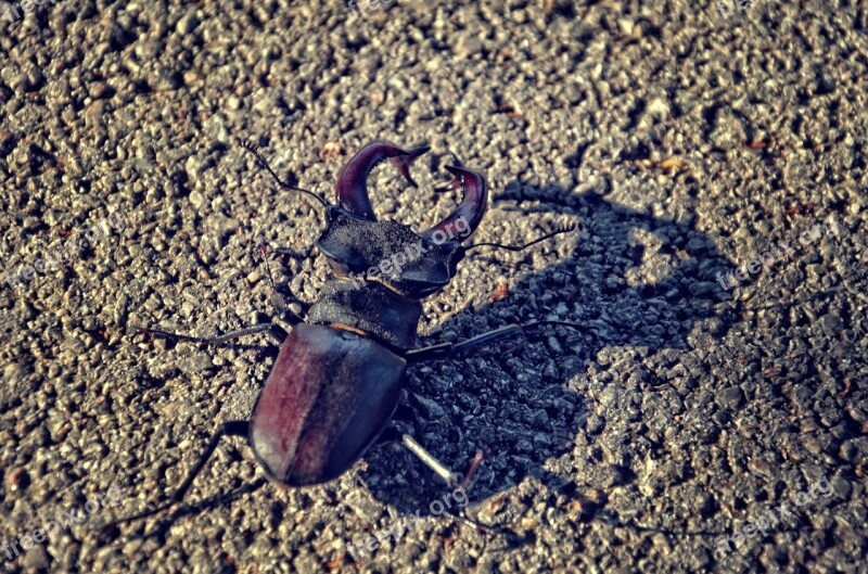 Stagbeetle Beetle Insect Nature Stag-beetle