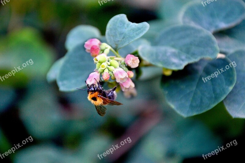 Bee Greens Plant Summer Bloom