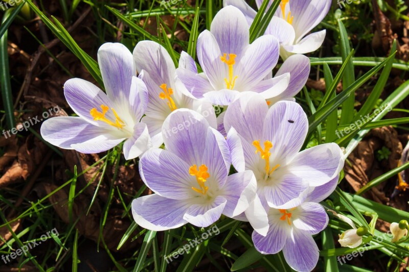 Crocus Flower Spring Nature Season