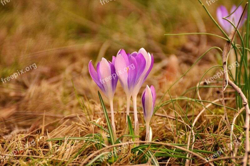 Crocus Spring Flowers Early Bloomer Spring Garden