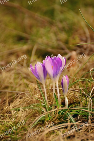 Crocus Spring Flowers Early Bloomer Spring Garden